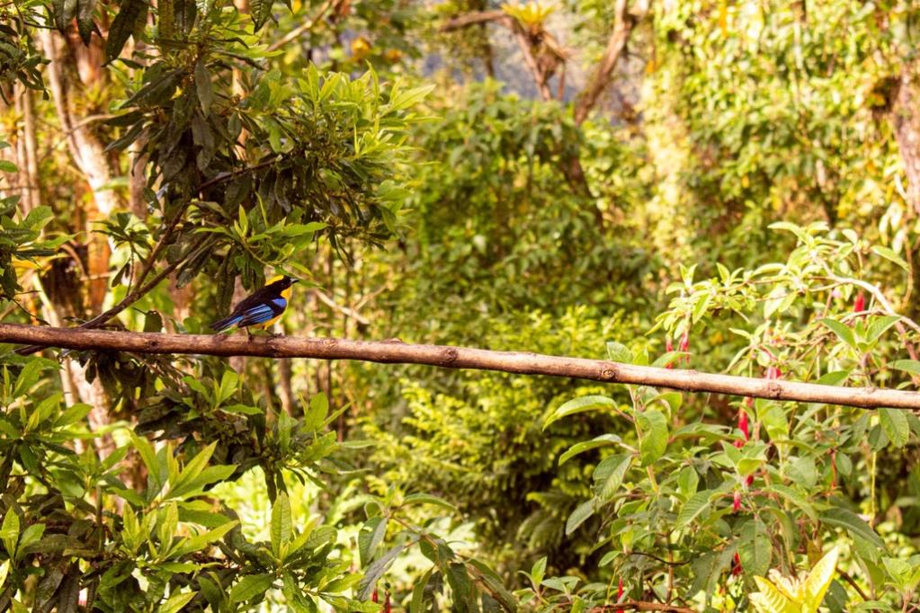 Finca ganadera de Manizales ahora cuenta con Reserva Natural de la Sociedad Civil
