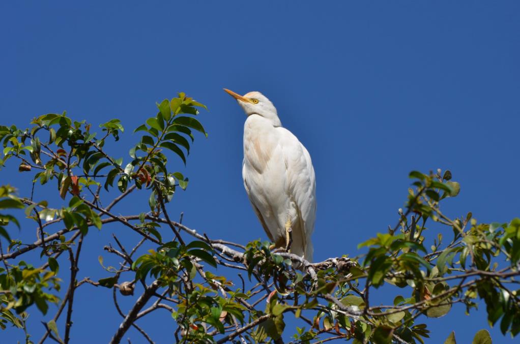 Corpocaldas  realiza actividades de manejo, prevención y control de garceros urbanos en Caldas