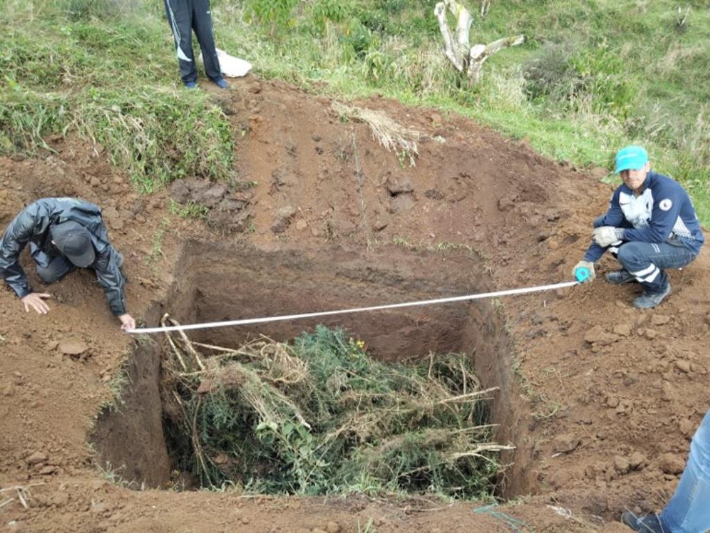 Corpocaldas avanza hacia la erradicación del retamo espinoso en el Departamento